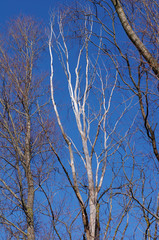 Branches of trees against the blue sky