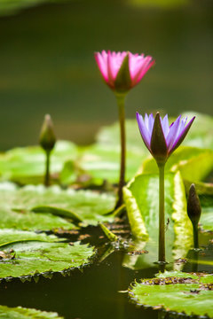 Lotus flower - Nelumbo nucifera