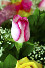 Obraz premium Rose flower bouquet