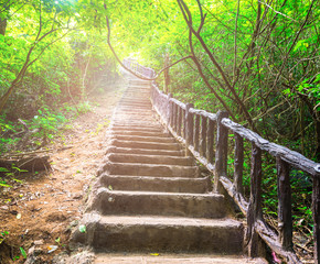 The stairway in deep forest