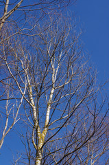 Branches of trees against the blue sky