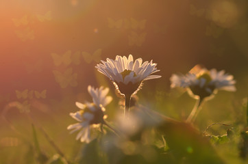 Gänseblümchen mit Schmetterlingen © zwergl0611