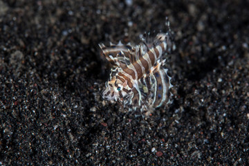 Juvenile Lionfish and Black Sand