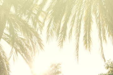 ..Palm trees at sunset light / Tropical relax background.