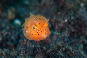 Juvenile Yellow Boxfish