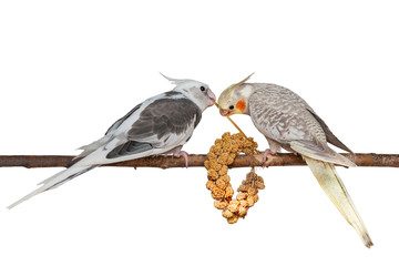 Two young cockatiels feeding on a bunch of foxtail millet isolated on white background
