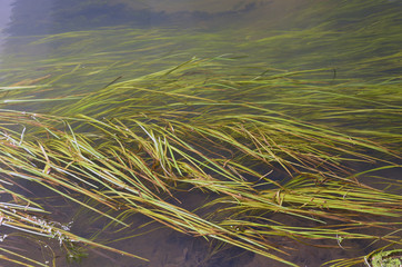 Green river algae