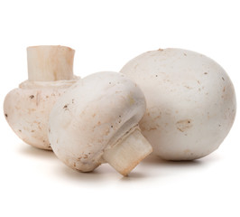 Champignon isolated on white background cutout