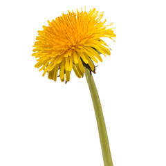 Dandelion flower isolated on white background cutout