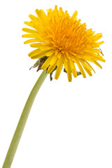 Dandelion flower isolated on white background cutout