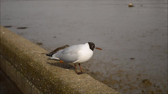 black-headed gull and two ruddy turnstone birds. river Deben in Woodbridge town. Suffolk. East England