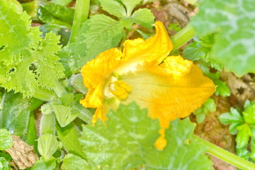 flowering zucchini in the vegetable garden  