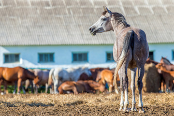 Herd of Arabian horses in paddock eating hay