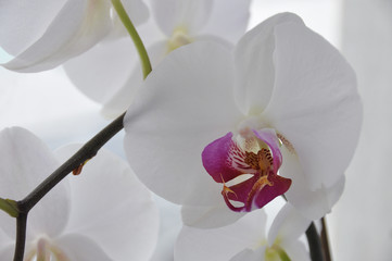 Orchidee Phalaenopsis blühend 