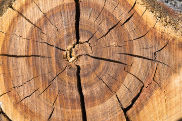 Cross section of tree trunk 