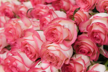 Beautiful pink roses on a dark wooden table