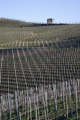 Vineyards of the Langhe hills, Italy