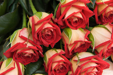 Beautiful red roses on a dark wooden table