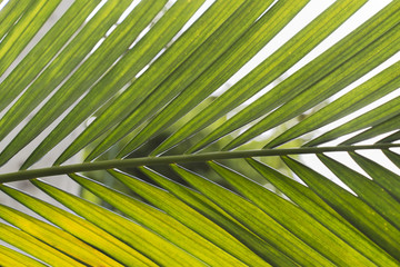 Close up palm tree leaf : for background/design element.