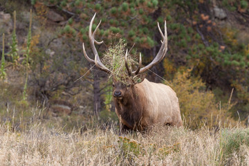 Naklejka na ściany i meble Rutting Bull Elk