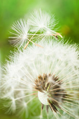 Dandelion flower with two seeds on top