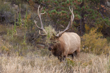Naklejka na ściany i meble Rutting Bull Elk