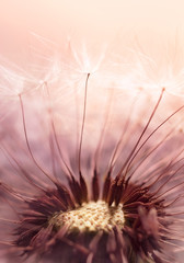 Dandelion seed on sunlight - Abstract