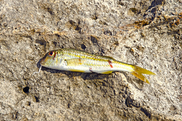 Close up of fresh fish