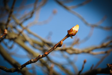 Knospen im Frühling