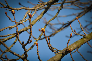 Knospen im Frühling