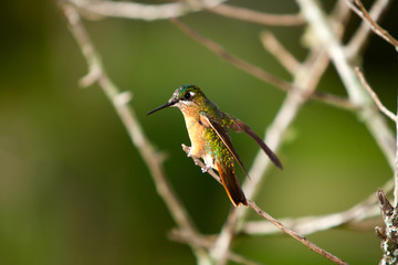 Hummingbird in a tree branch