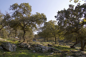 Fototapeta na wymiar Unique Relict Oak Tavor Forest in Upper Galilee,Northern Israel