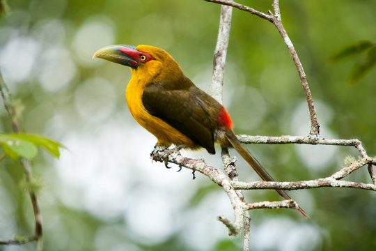 Saffron toucanet - toucans