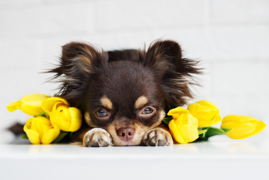 brown chihuahua dog lying down with yellow tulips