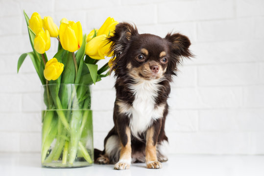 adorable chihuahua dog with yellow tulips