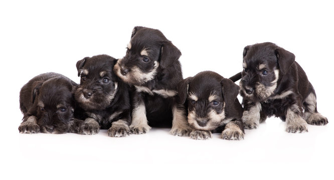 group of schnauzer puppies on white
