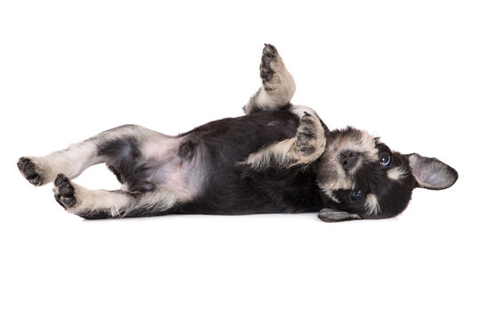 happy schnauzer puppy rolling upside down