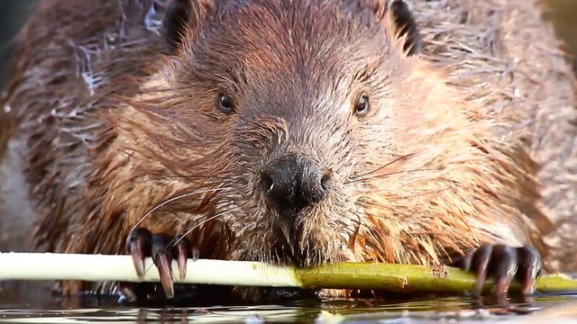 shot of a wild beaver near lake, nature series