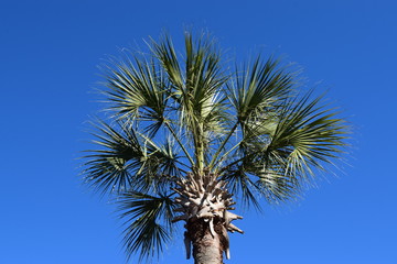 Palm tree under the blue sky