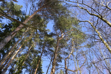 деревья с низу.