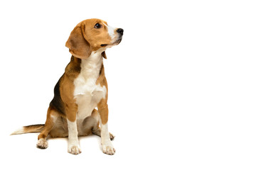 beagle dog female isolated over white background