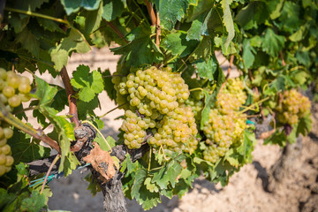 Vine with white grapes