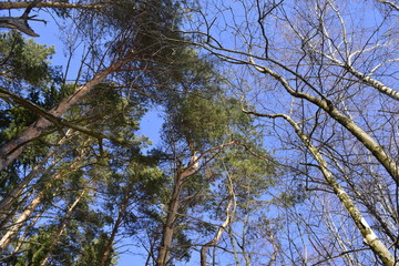 деревья с низу.