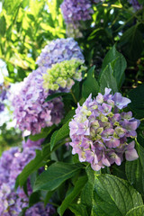 Hydrangea bush with lilac flowers