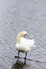 Unexpected turn of the head of a swan