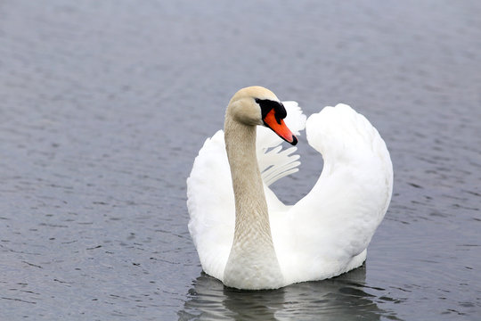 Swan,  shows aggression