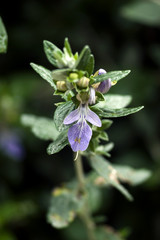 Fototapeta premium Teucrium fruticans