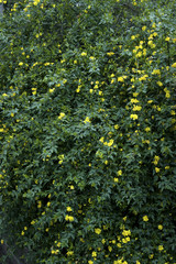 Yellow jasmine bush