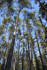 деревья с низу.