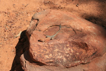 Obraz premium Eidechse auf rotem Stein